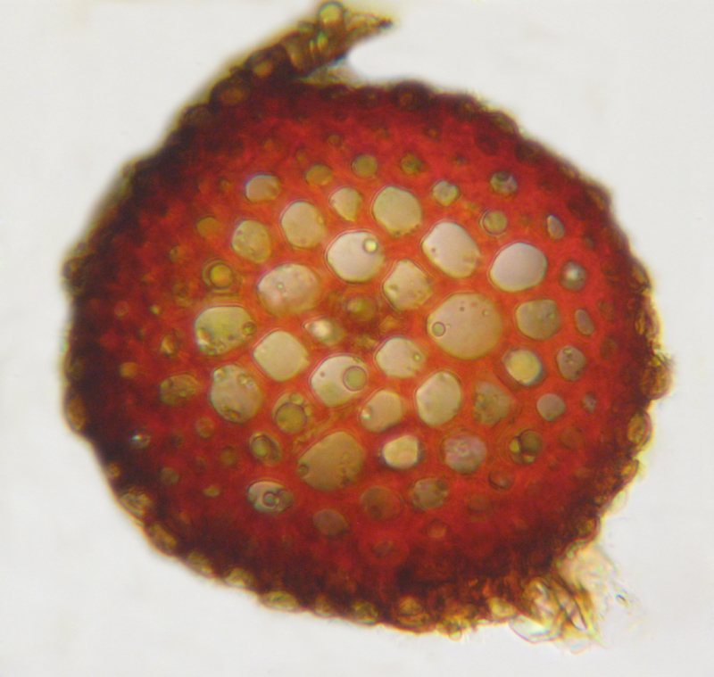 Blindia acuta